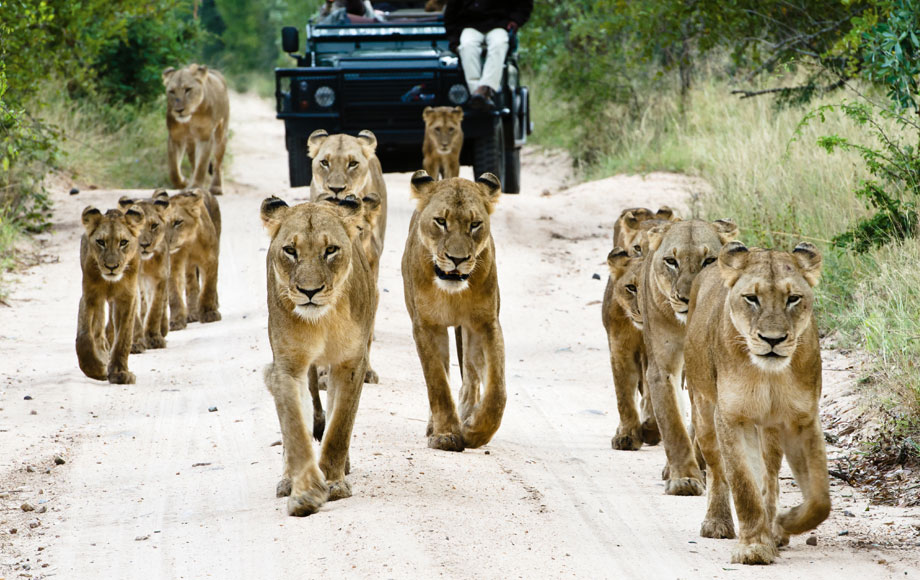 African Wildlife Safaris